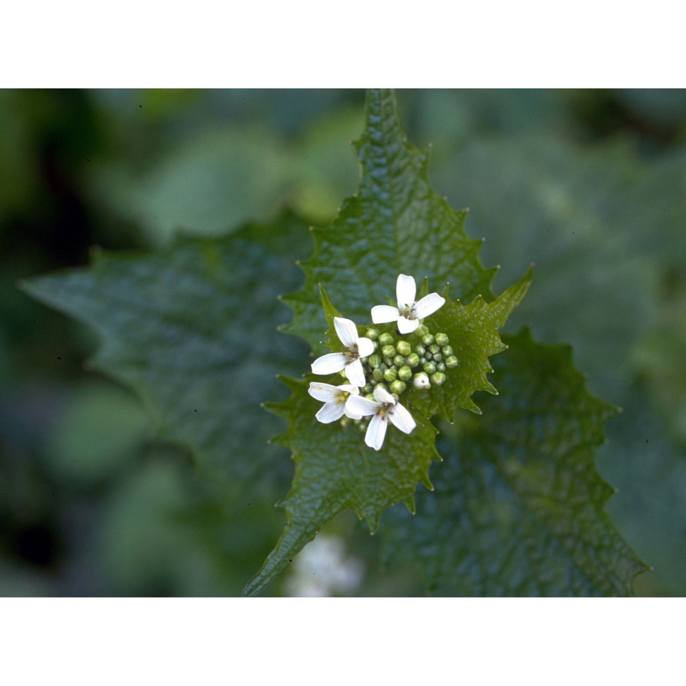 alliaria petiolata (m. bieb.) cavara et grande