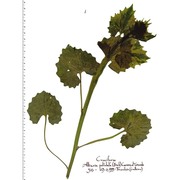 alliaria petiolata (m. bieb.) cavara et grande