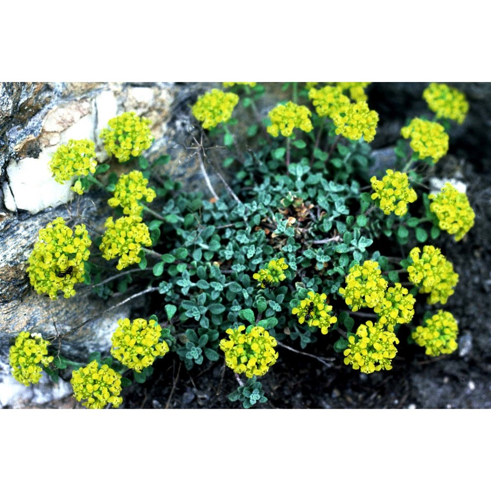 alyssum alpestre l.