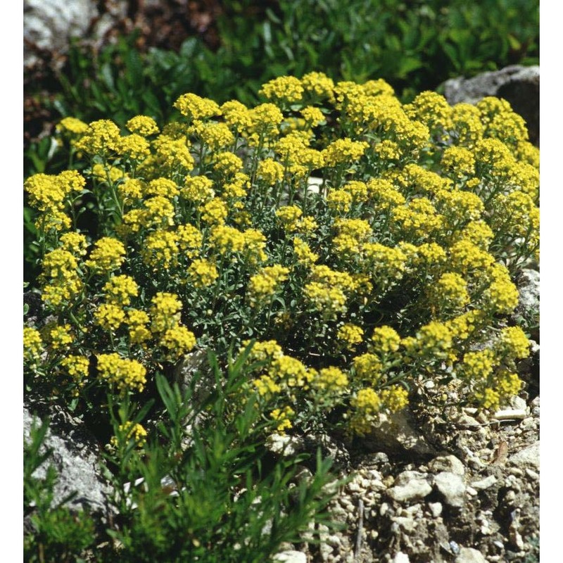 alyssum alpestre l.