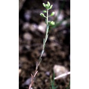 alyssum alyssoides (l.) l.