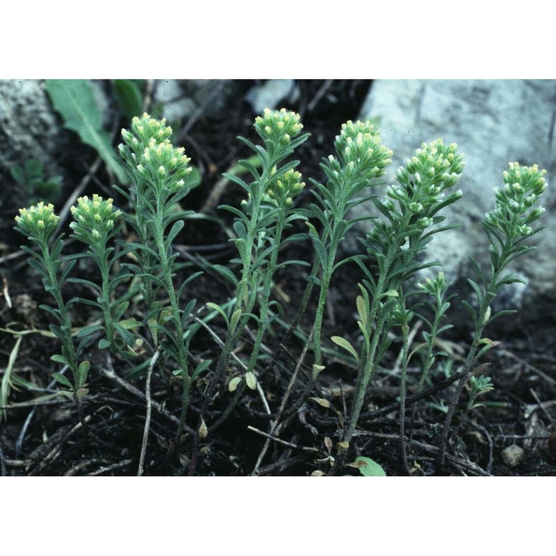 alyssum alyssoides (l.) l.