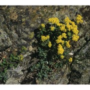 alyssum argenteum all.