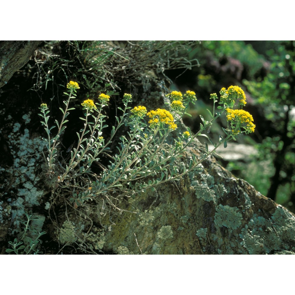 alyssum argenteum all.