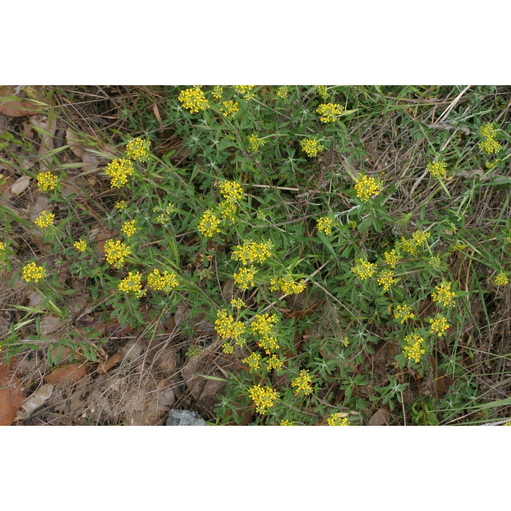 alyssum bertolonii desv.