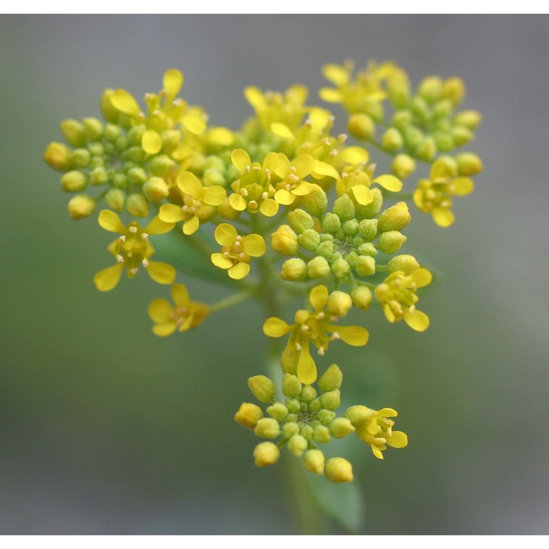 alyssum bertolonii desv.