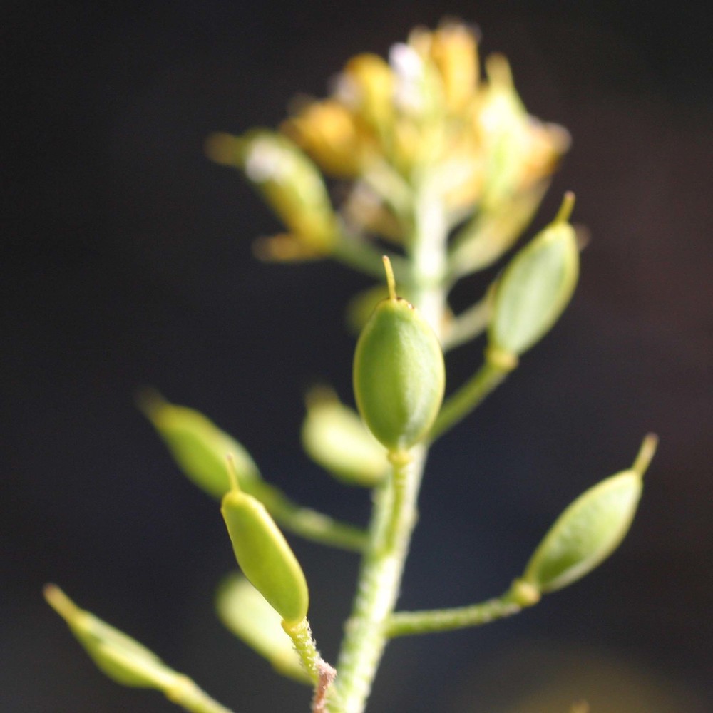 alyssum bertolonii desv.