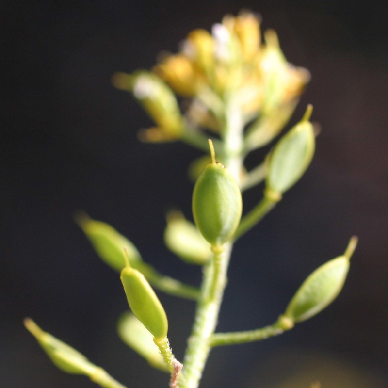 alyssum bertolonii desv.