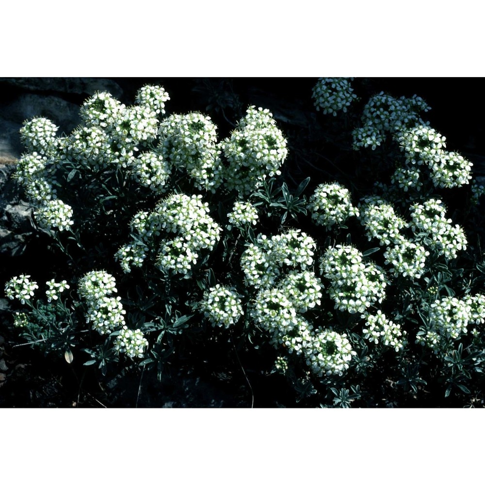 alyssum ligusticum breistr.