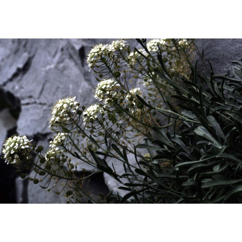 alyssum ligusticum breistr.