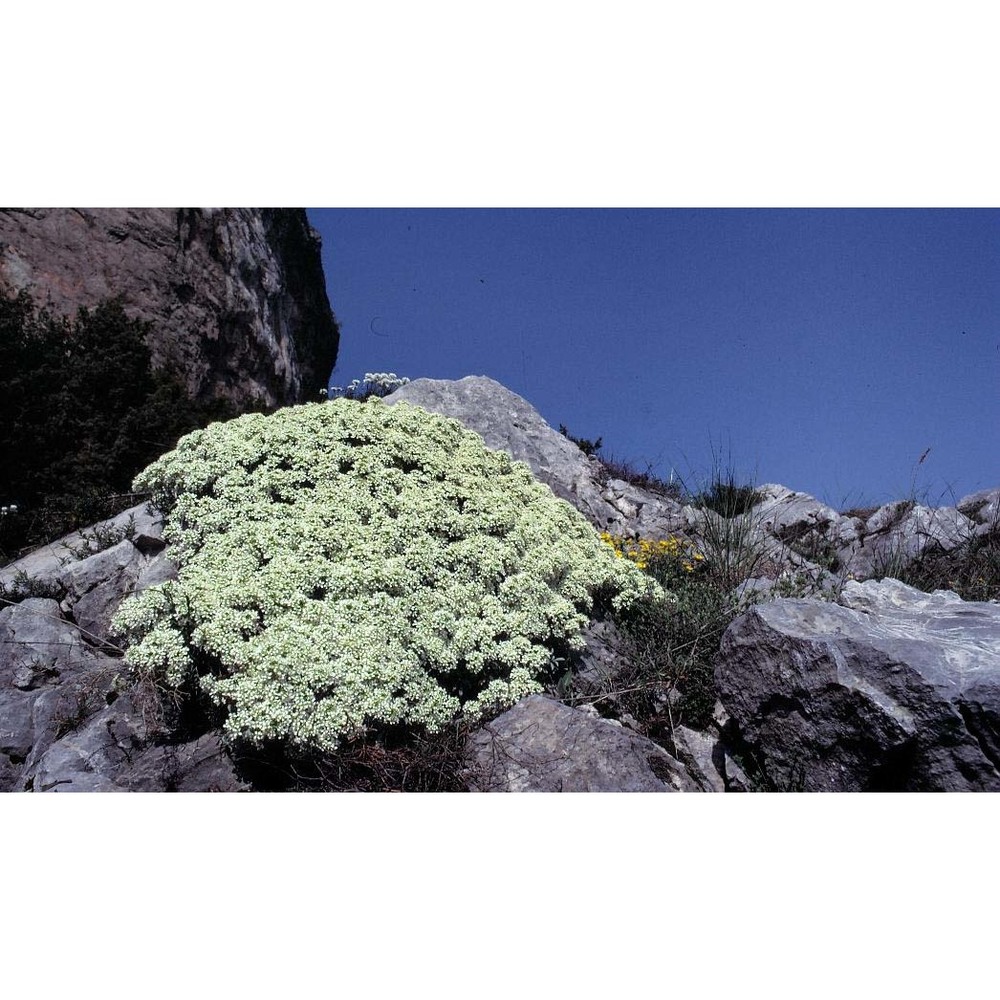 alyssum ligusticum breistr.