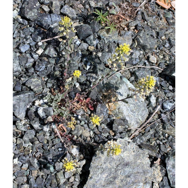 alyssum montanum l. s.l.