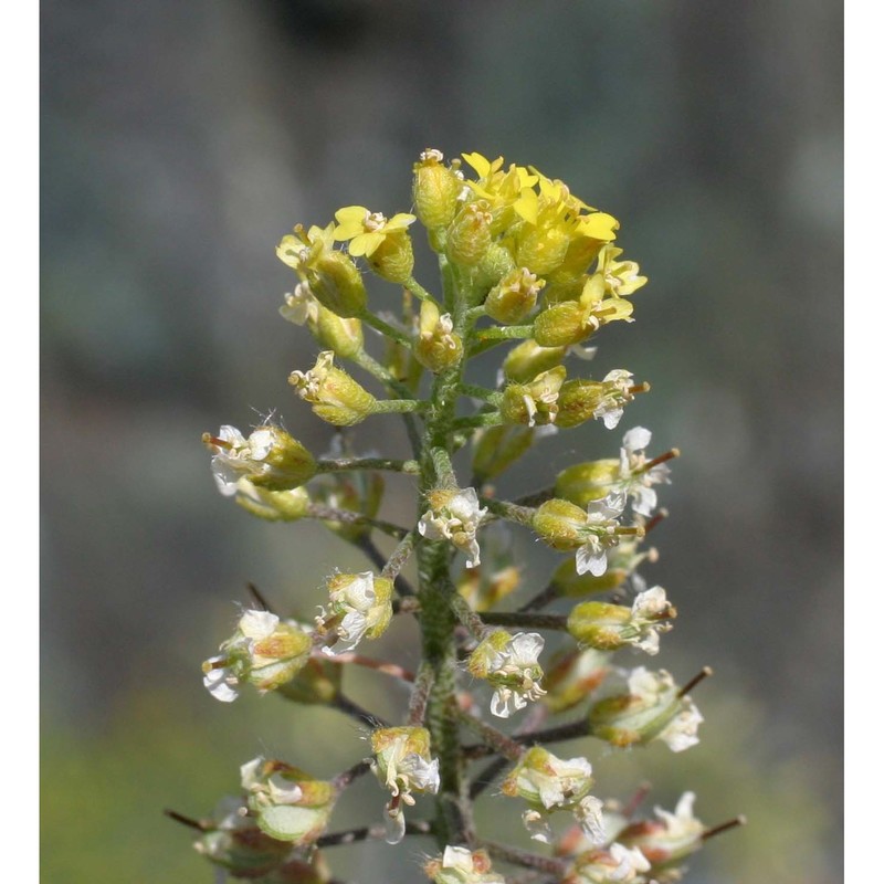 alyssum montanum l. s.l.