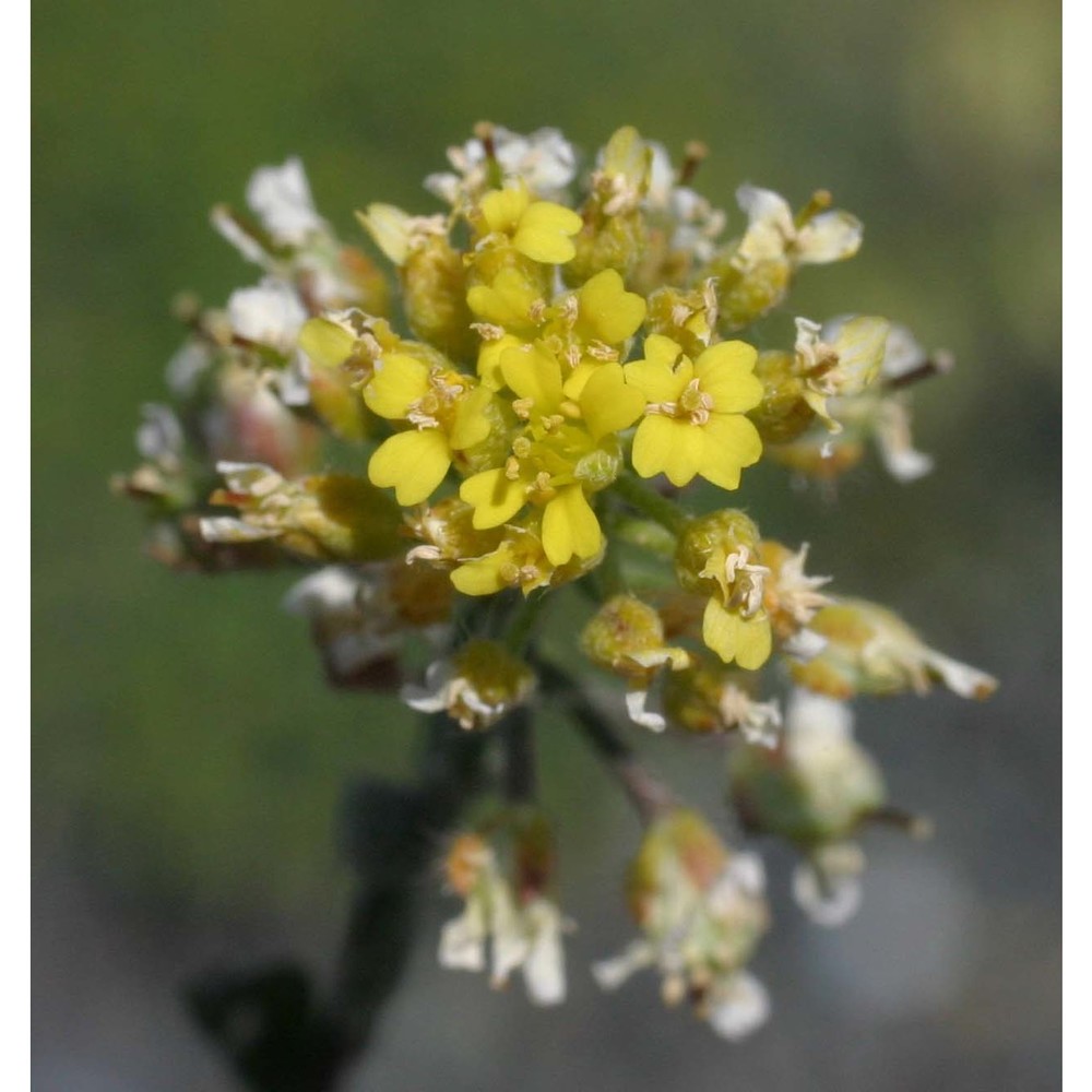 alyssum montanum l. s.l.