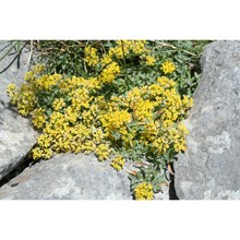 alyssum nebrodense tineo