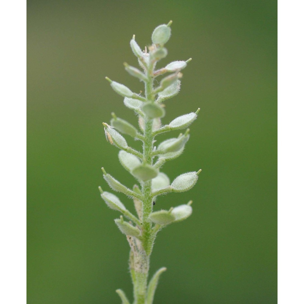 alyssum simplex rudolphi