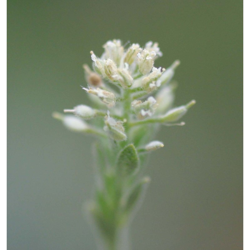 alyssum simplex rudolphi