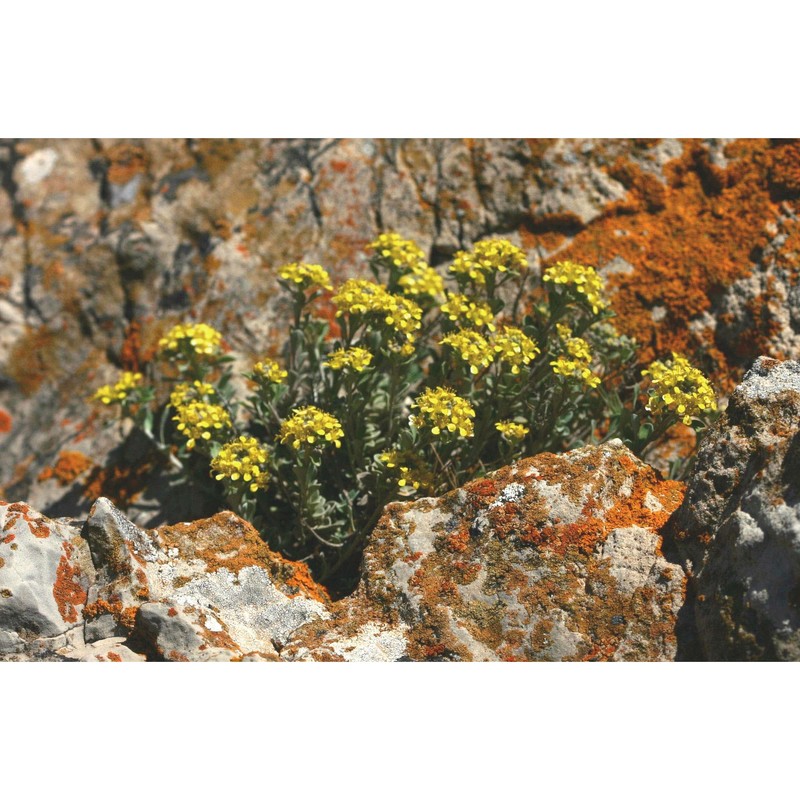 alyssum tavolarae briq.