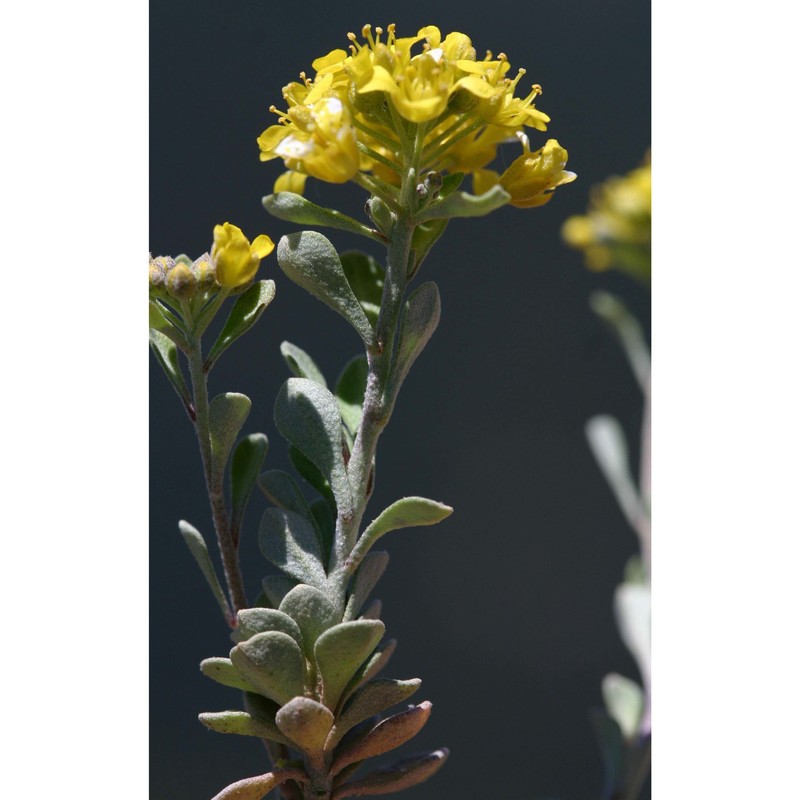 alyssum tavolarae briq.