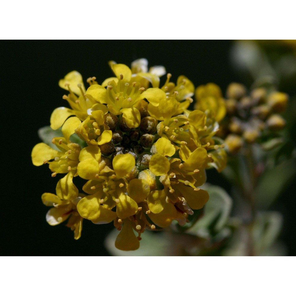 alyssum tavolarae briq.