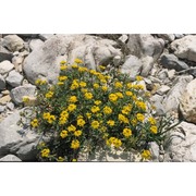 alyssum wulfenianum bernh.