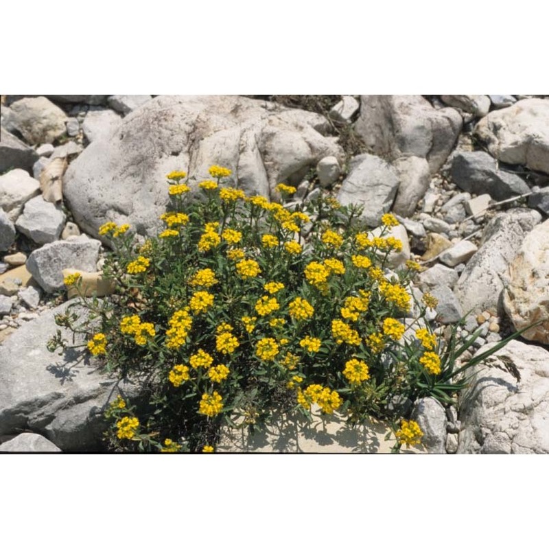 alyssum wulfenianum bernh.