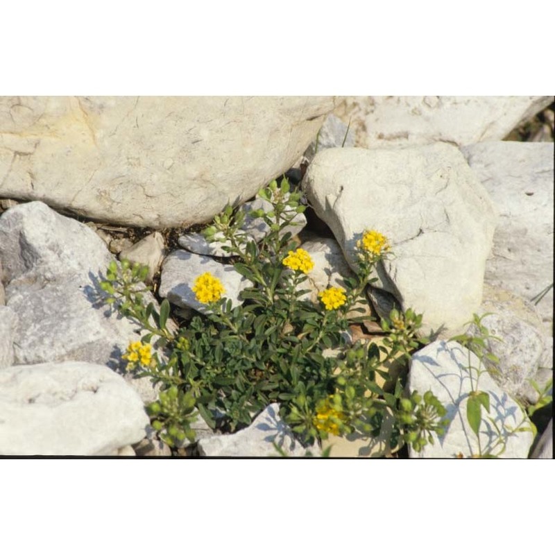 alyssum wulfenianum bernh.