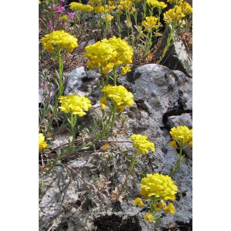 alyssum wulfenianum bernh.