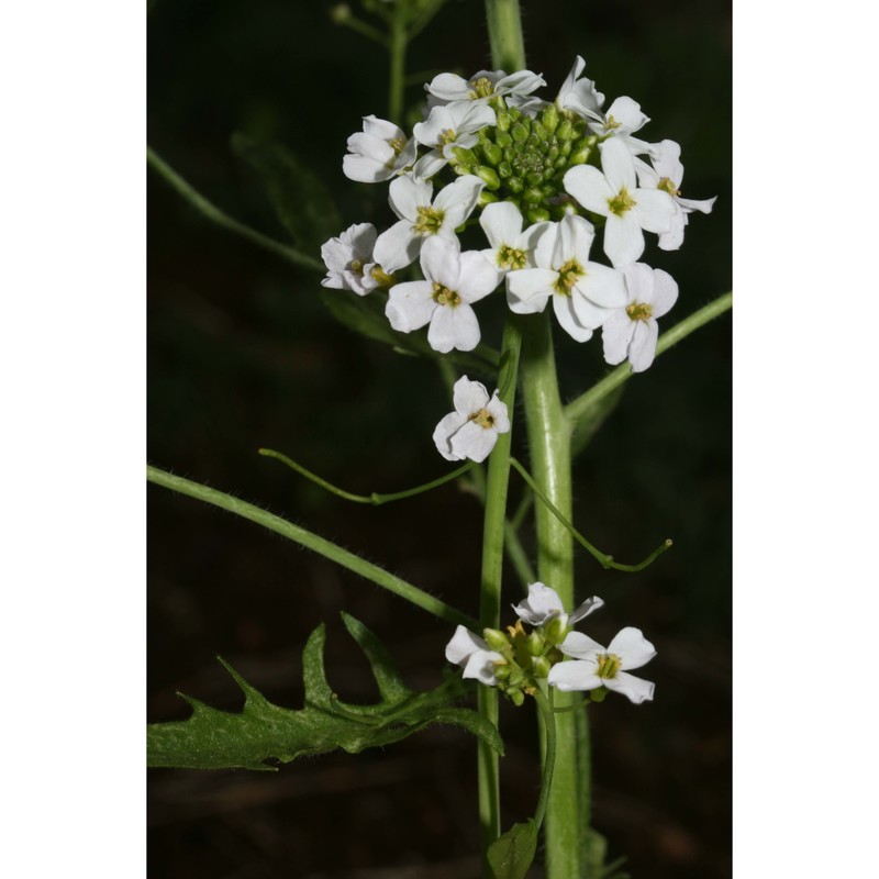 arabidopsis arenosa (l.) lawalrée