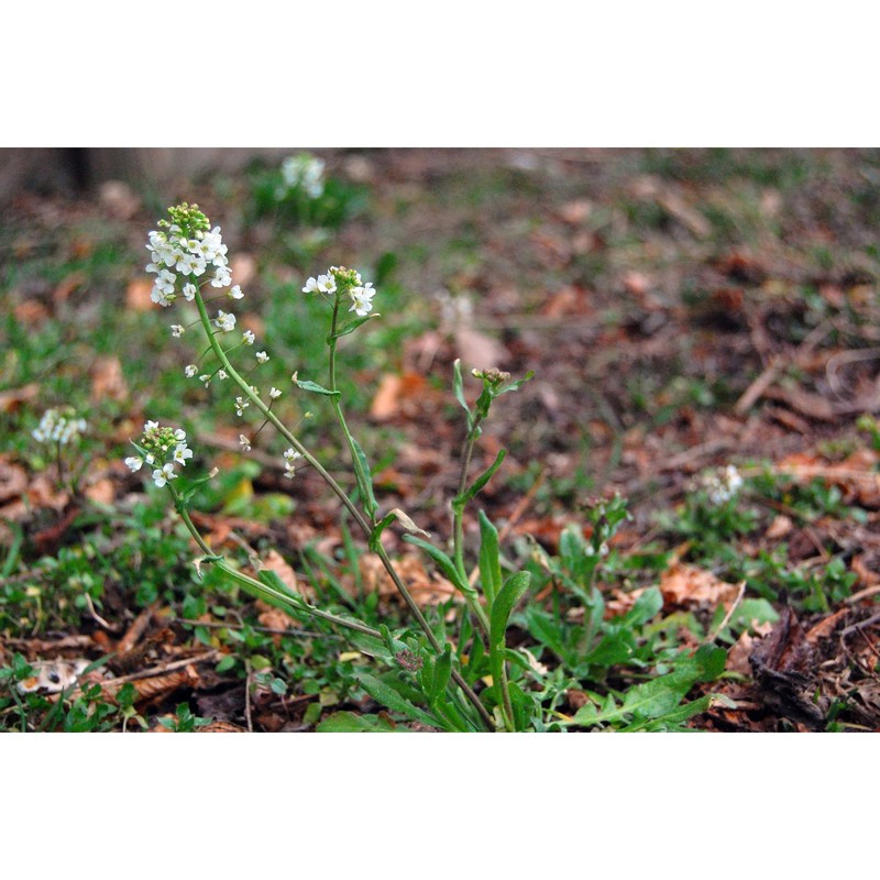 arabidopsis arenosa (l.) lawalrée