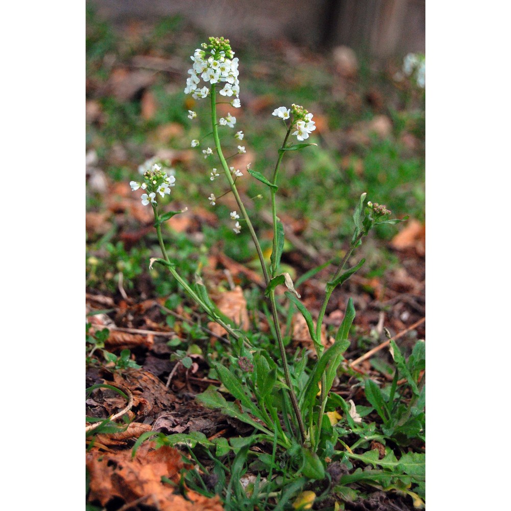 arabidopsis arenosa (l.) lawalrée