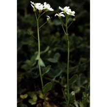 arabidopsis halleri (l.) o'kane et al-shehbaz