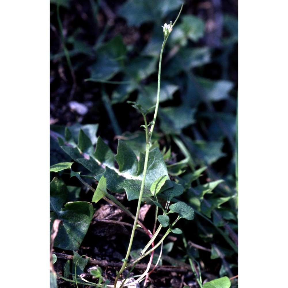 arabidopsis halleri (l.) o'kane et al-shehbaz