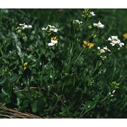 arabidopsis pedemontana (boiss.) o'kane et al-shehbaz