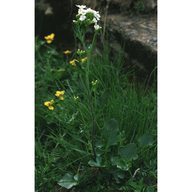 arabidopsis pedemontana (boiss.) o'kane et al-shehbaz