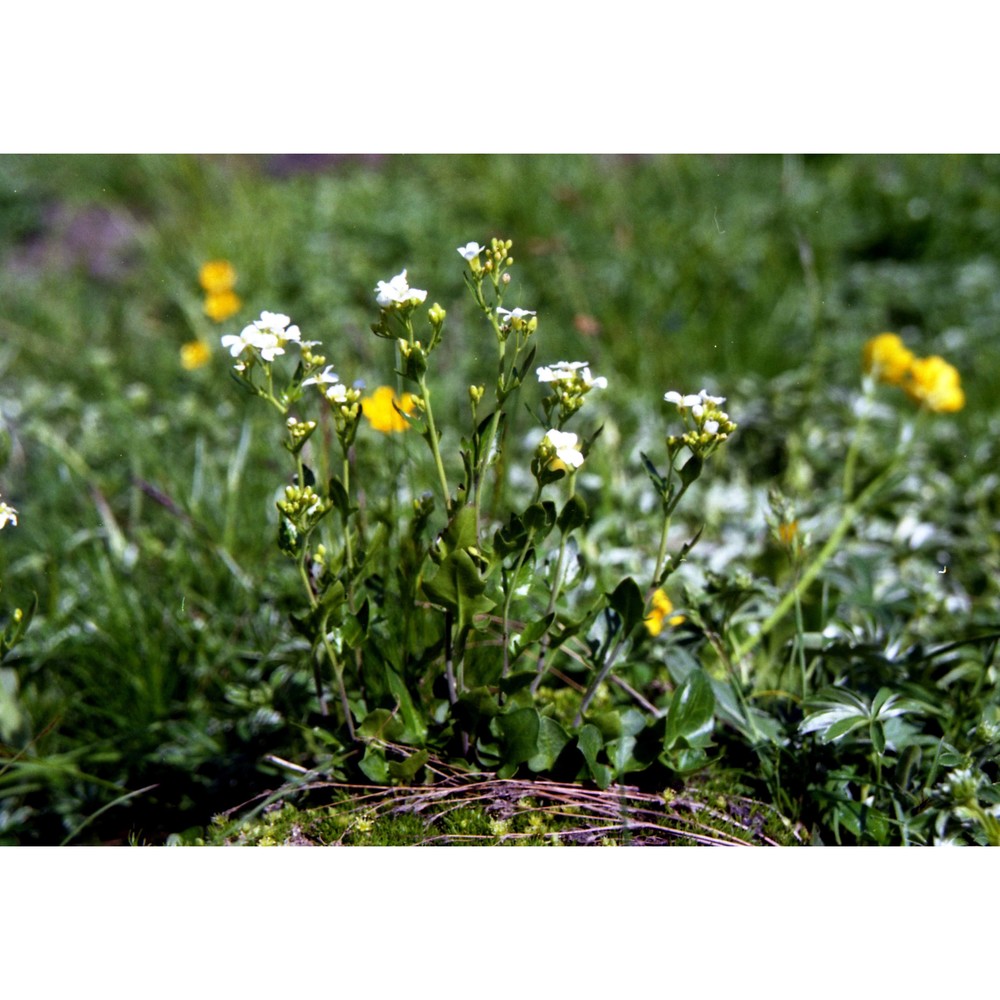 arabidopsis pedemontana (boiss.) o'kane et al-shehbaz