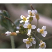 arabidopsis thaliana (l.) heynh.