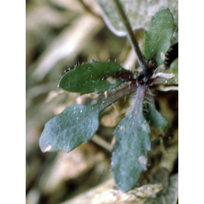 arabidopsis thaliana (l.) heynh.