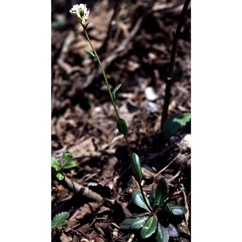 arabis allionii dc.