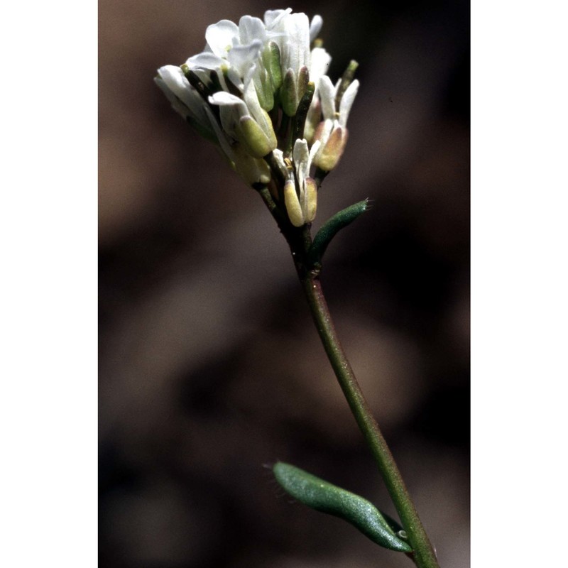 arabis allionii dc.