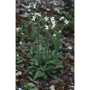 arabis alpina l.