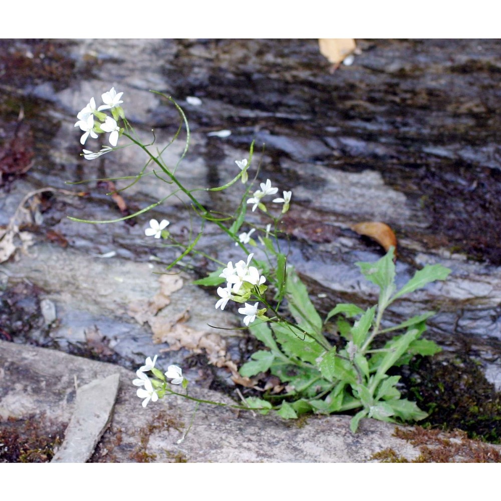 arabis alpina l.