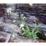 arabis alpina l.