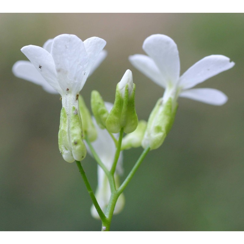 arabis alpina l.