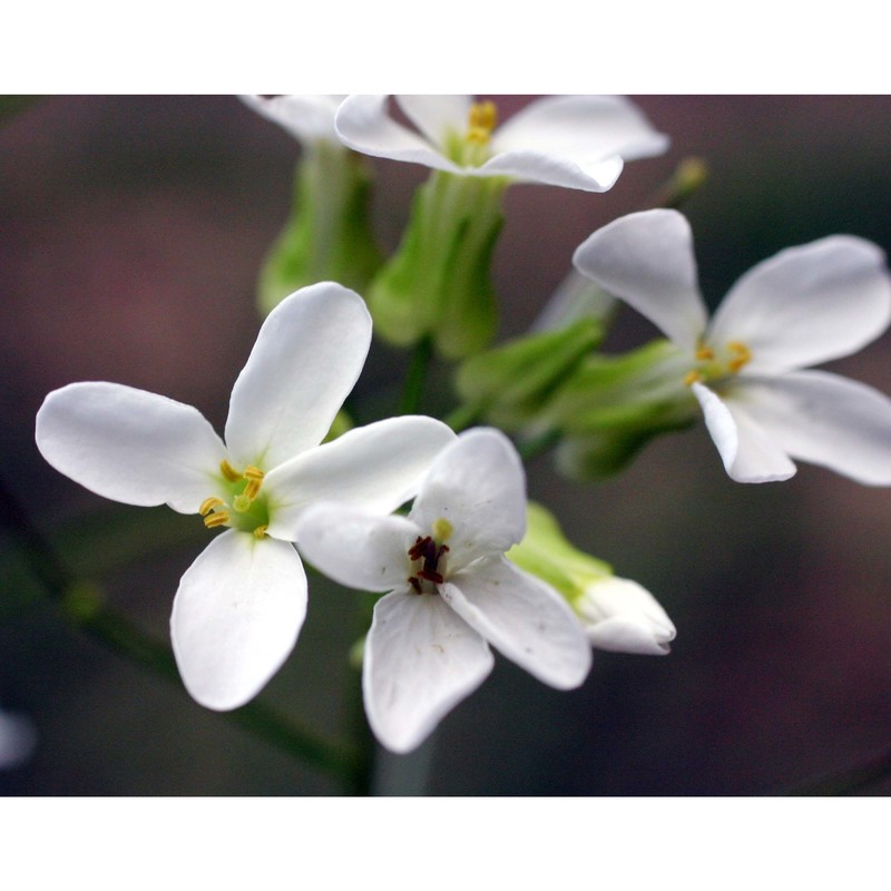 arabis alpina l.