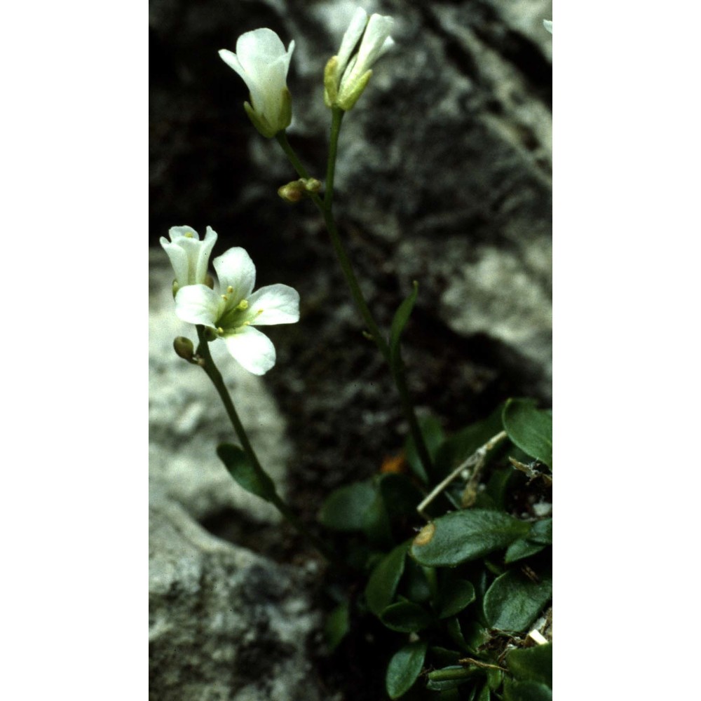 arabis arabiformis (hohenw.) soldano