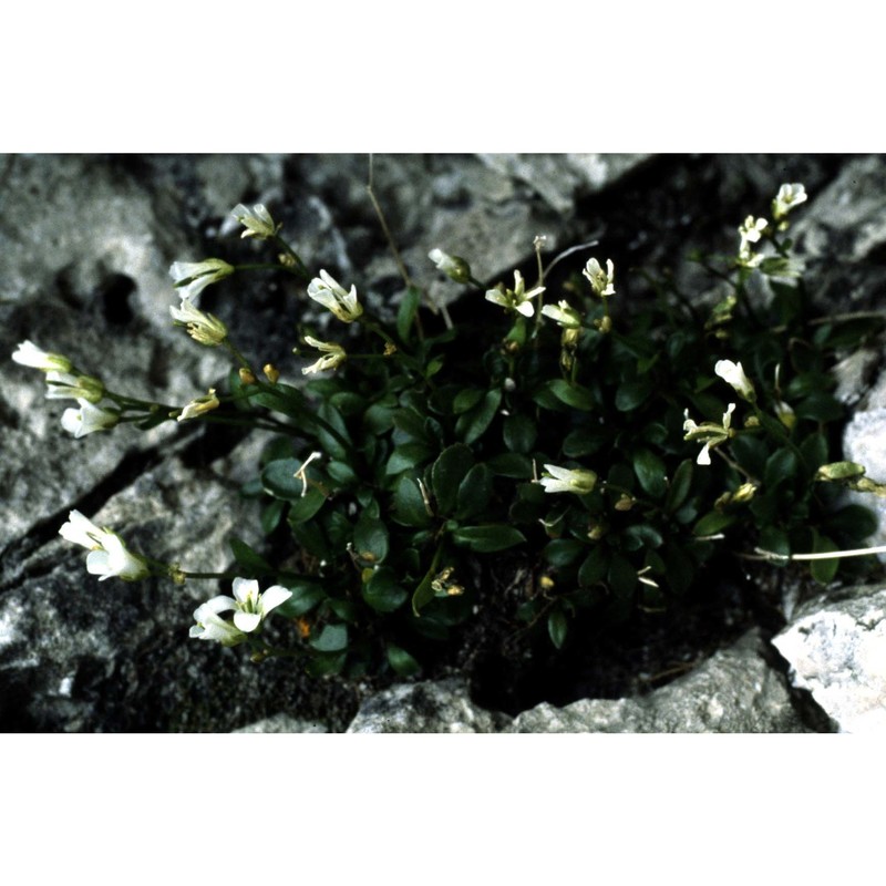 arabis arabiformis (hohenw.) soldano