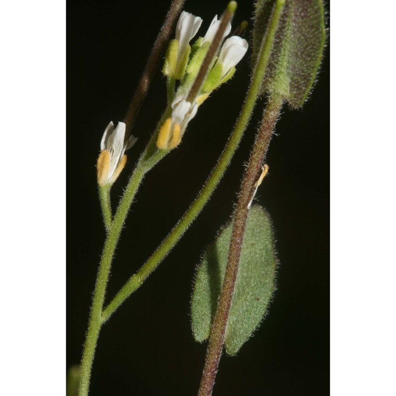 arabis auriculata lam.