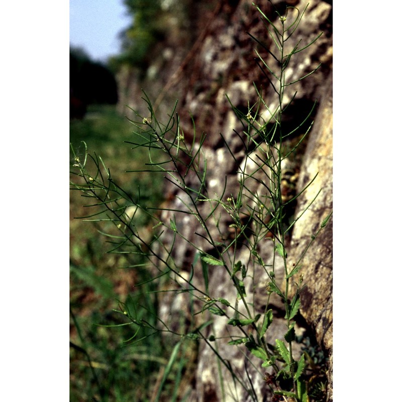 arabis auriculata lam.