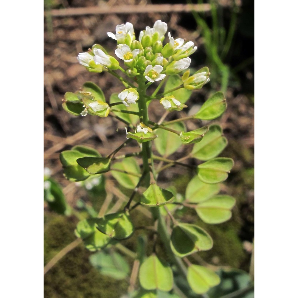 arabis auriculata lam.